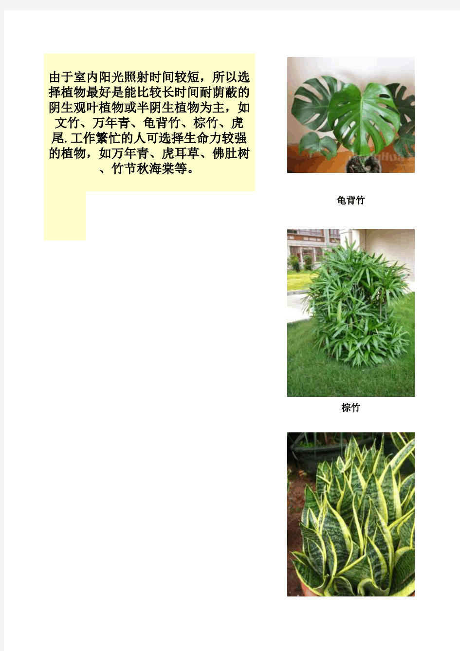 阴生观叶植物或半阴生植物