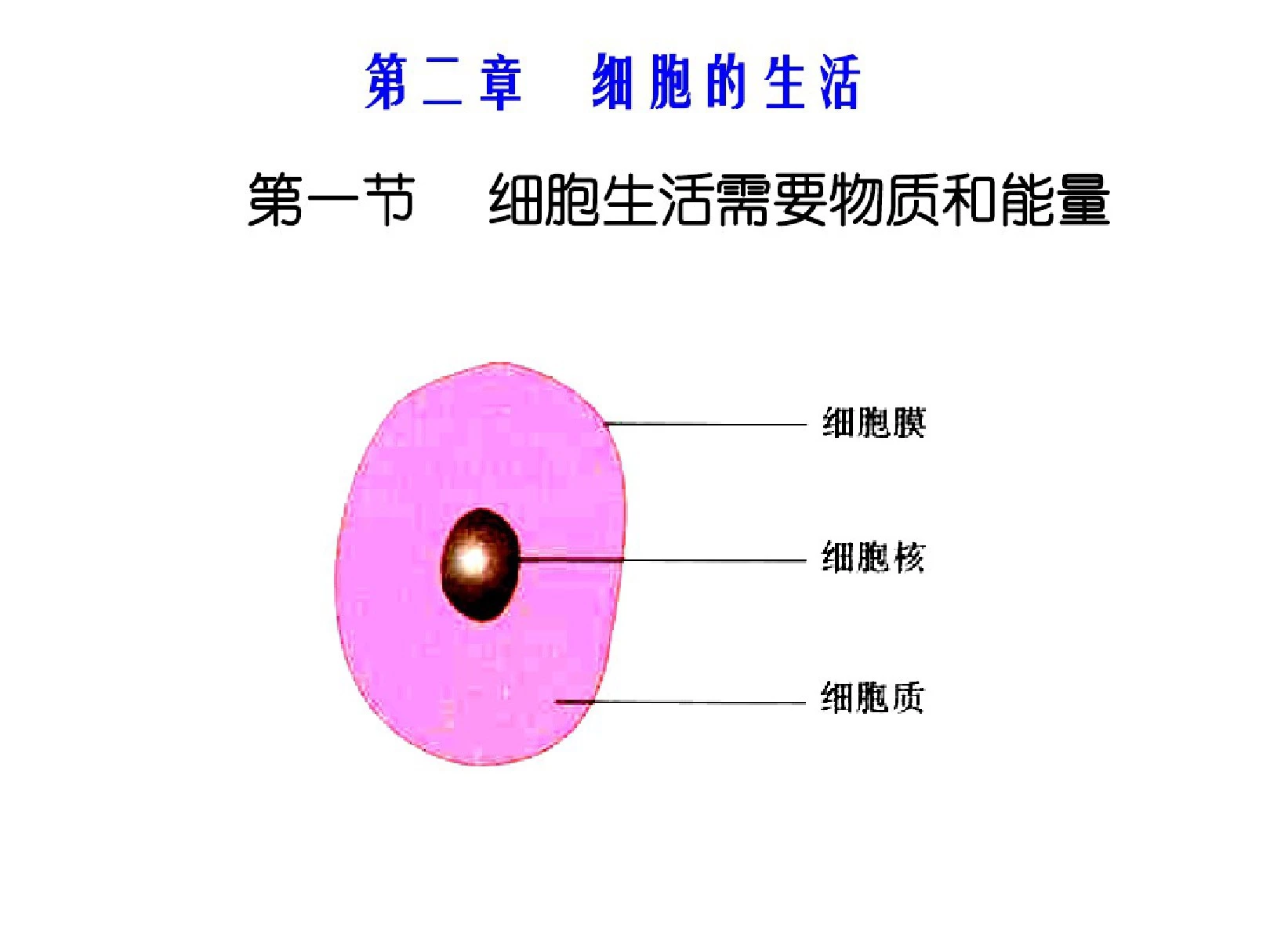 七年级生物细胞的生活需要物质和能量1