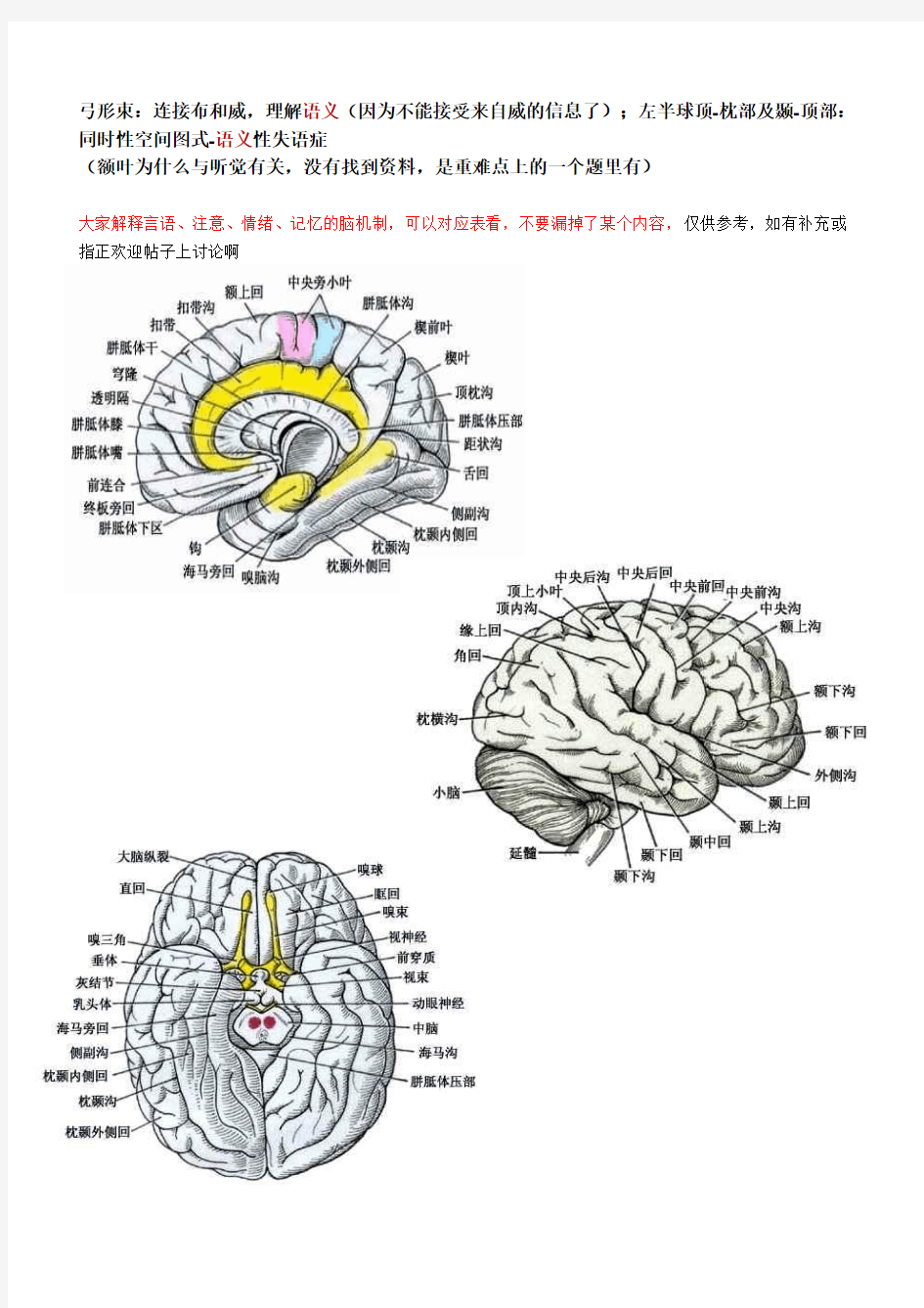 大脑各区功能整理-附脑结构图(搞定这个选择题吧)