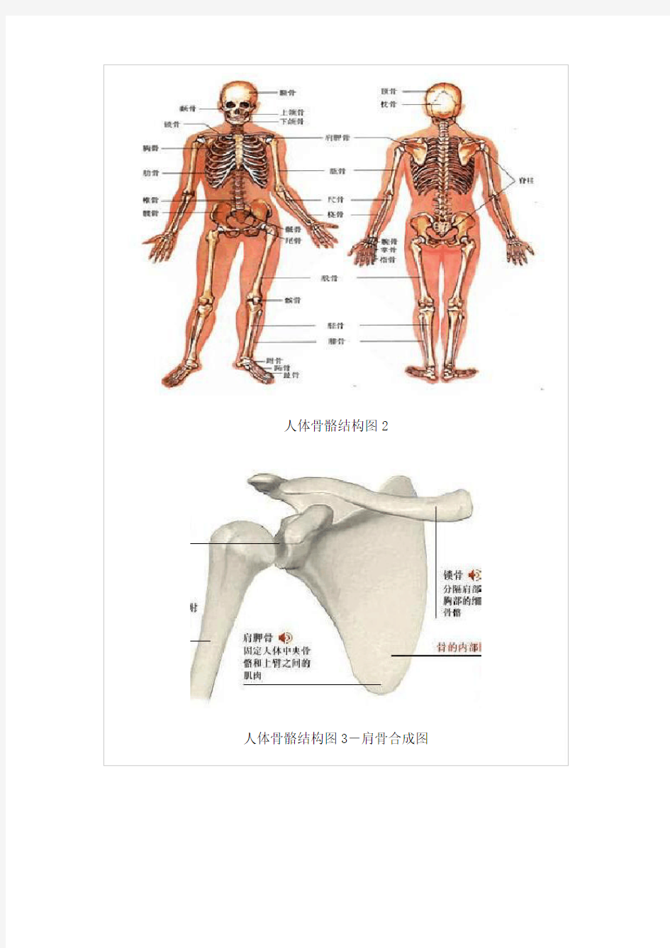 人人体骨骼结构图