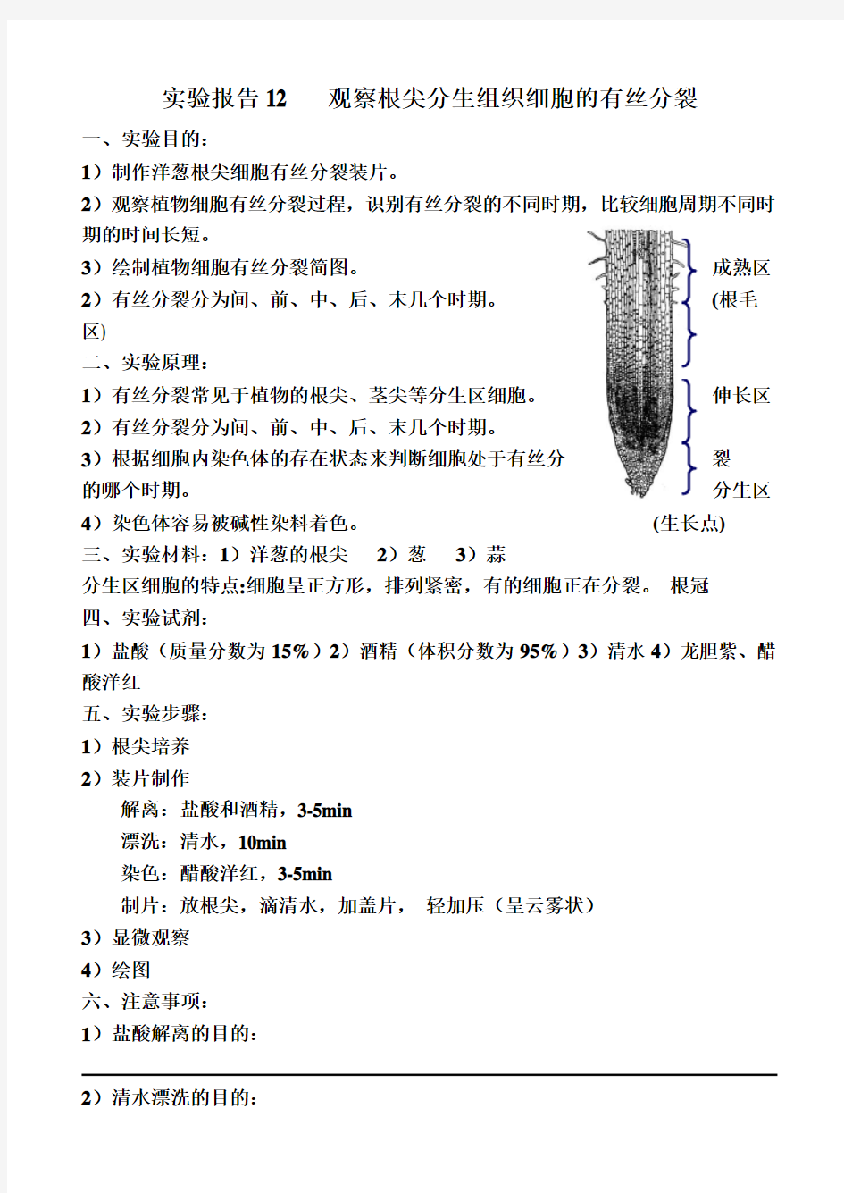 11实验报告观察根尖分生组织细胞的有丝分裂