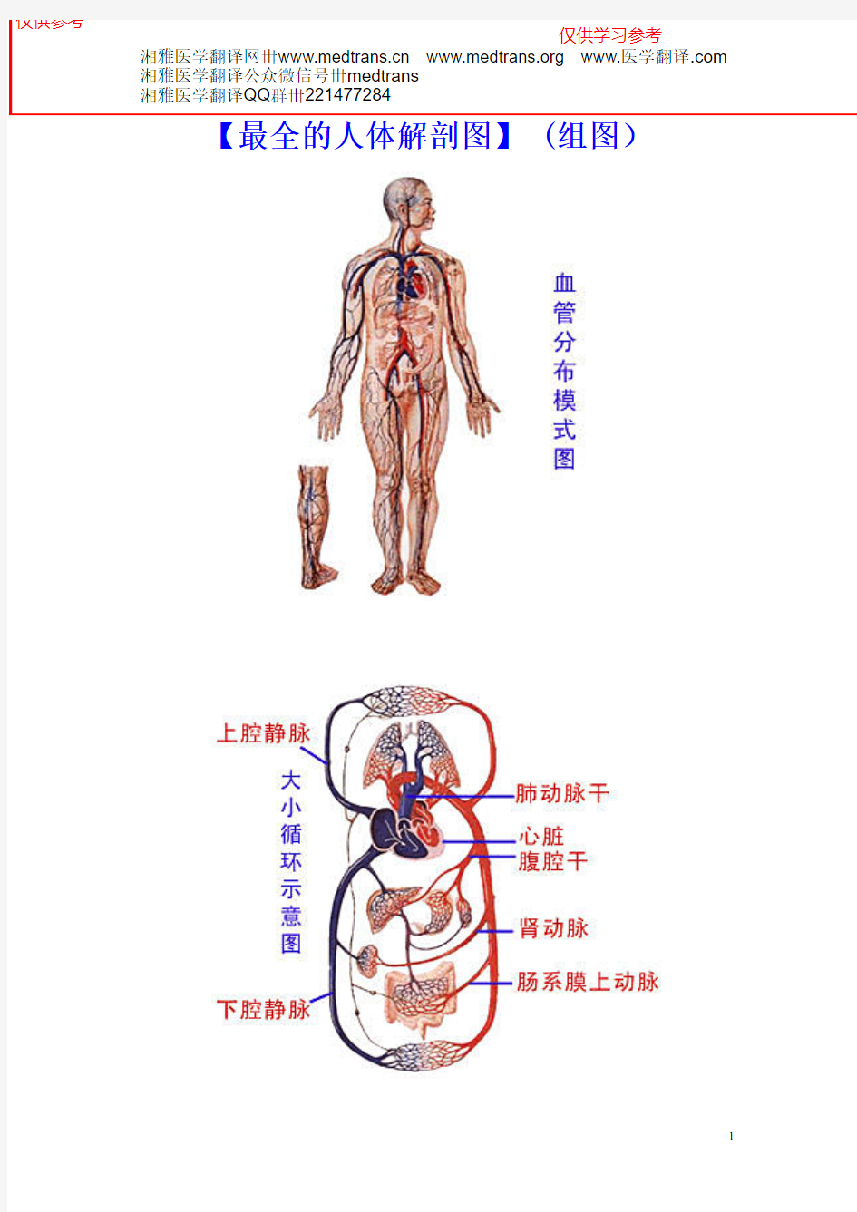 最全的人体解剖图(全彩图)