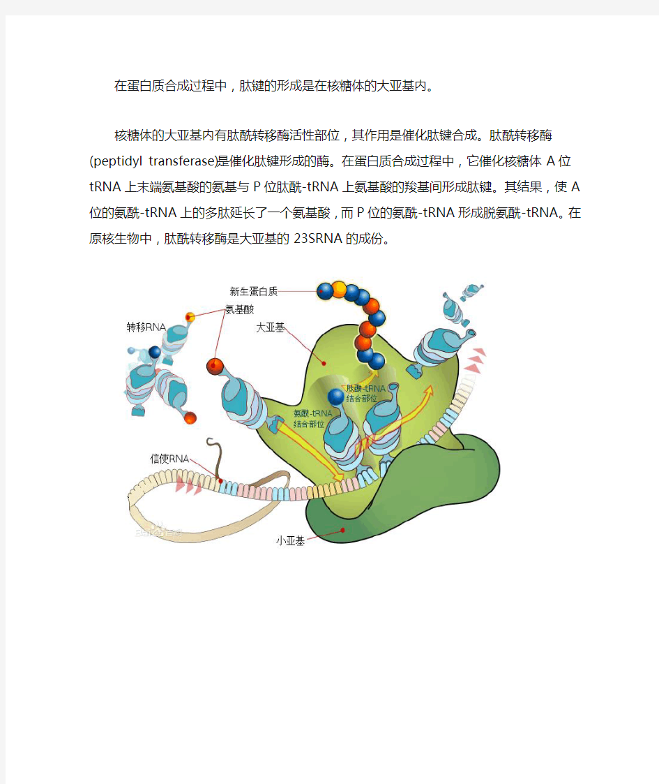 肽键形成部位——肽酰转移酶活性位点