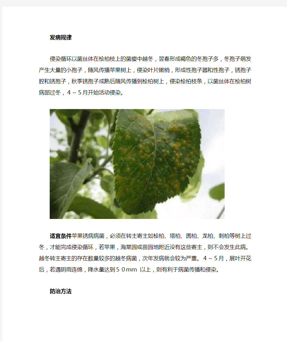 苹果锈病的发病规律与防治方法