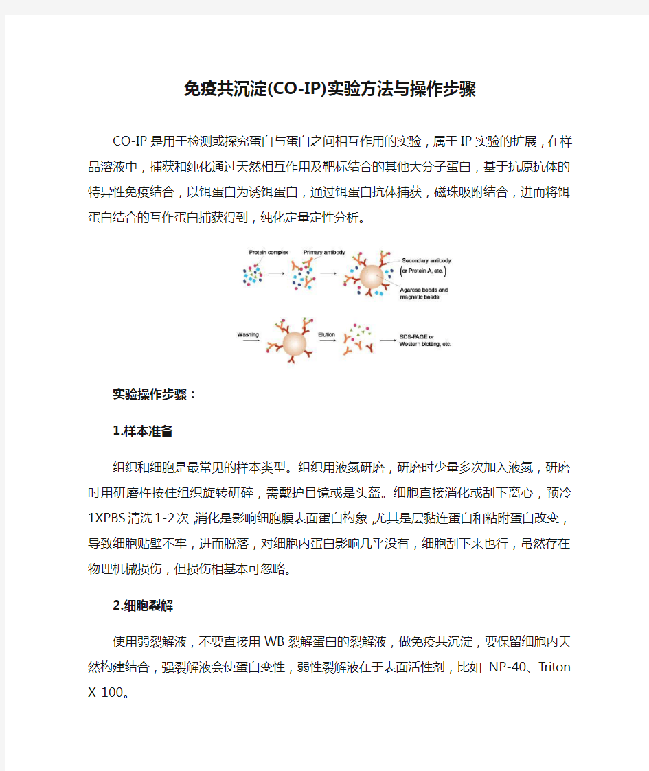 免疫共沉淀(CO-IP)实验方法与操作步骤