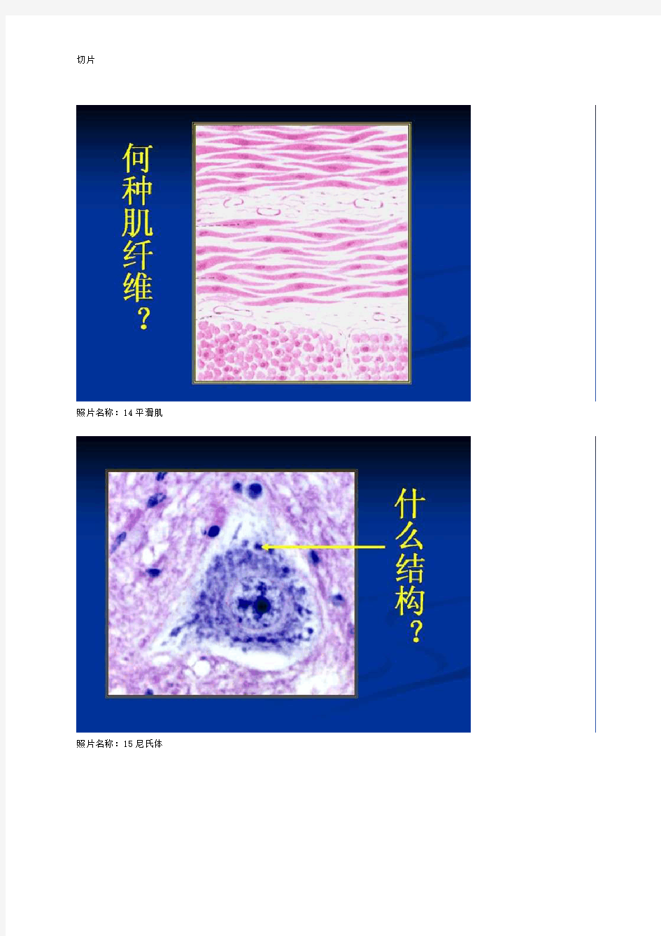 组胚切片考试