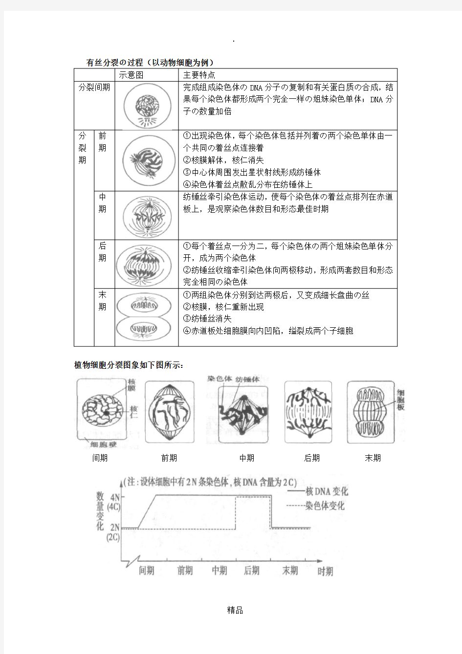 有丝分裂和减数分裂的过程和图像66305