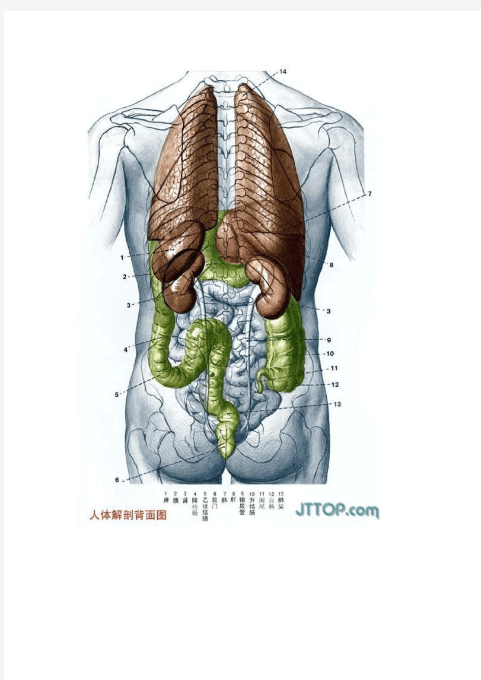 最全高清人体解剖图(彩图版)