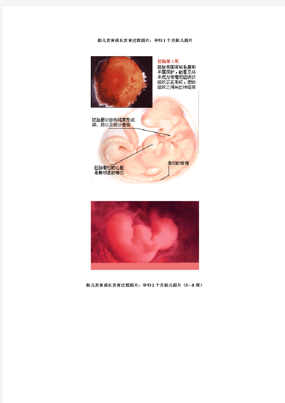 胎儿1到10个月发育过程(图)