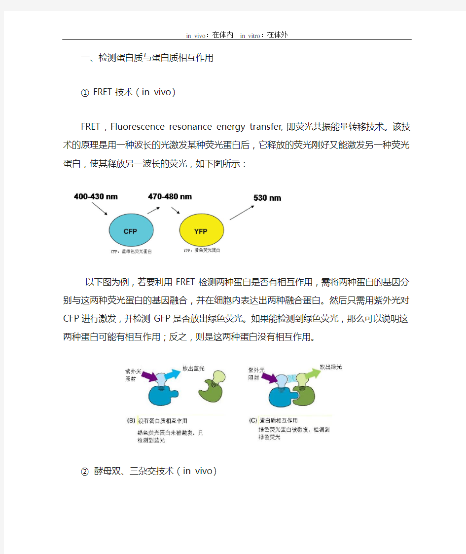 检测蛋白质与蛋白质之间相互作用的实验技术