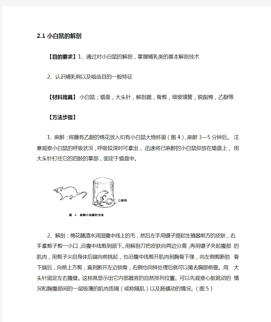 自己整理 小白鼠解剖