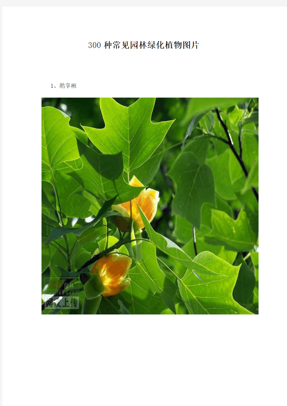 《300种常见园林树木识别图鉴》电子书