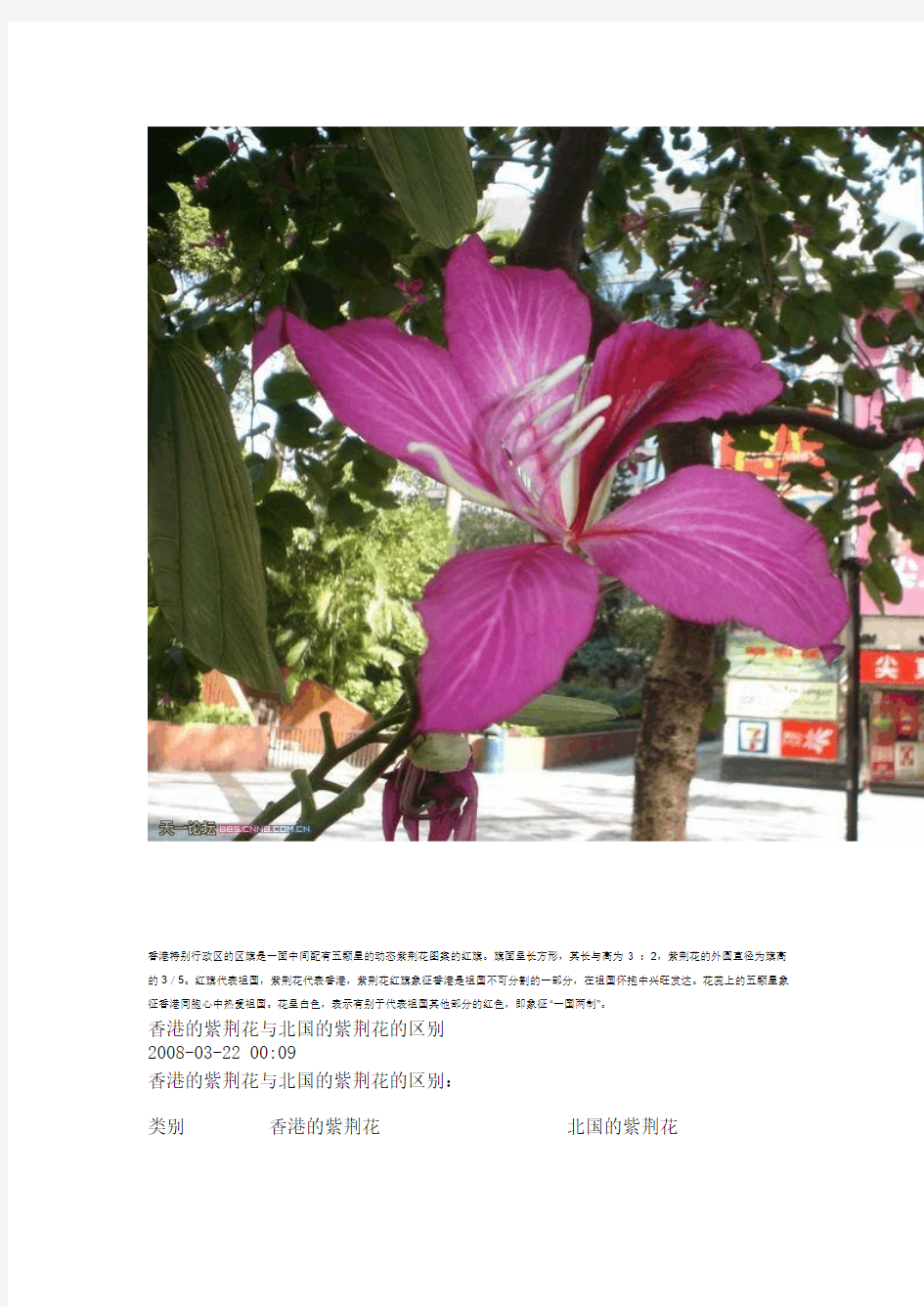 香港紫荆花