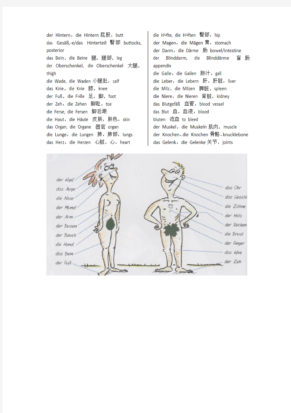 德语单词总结-身体部位
