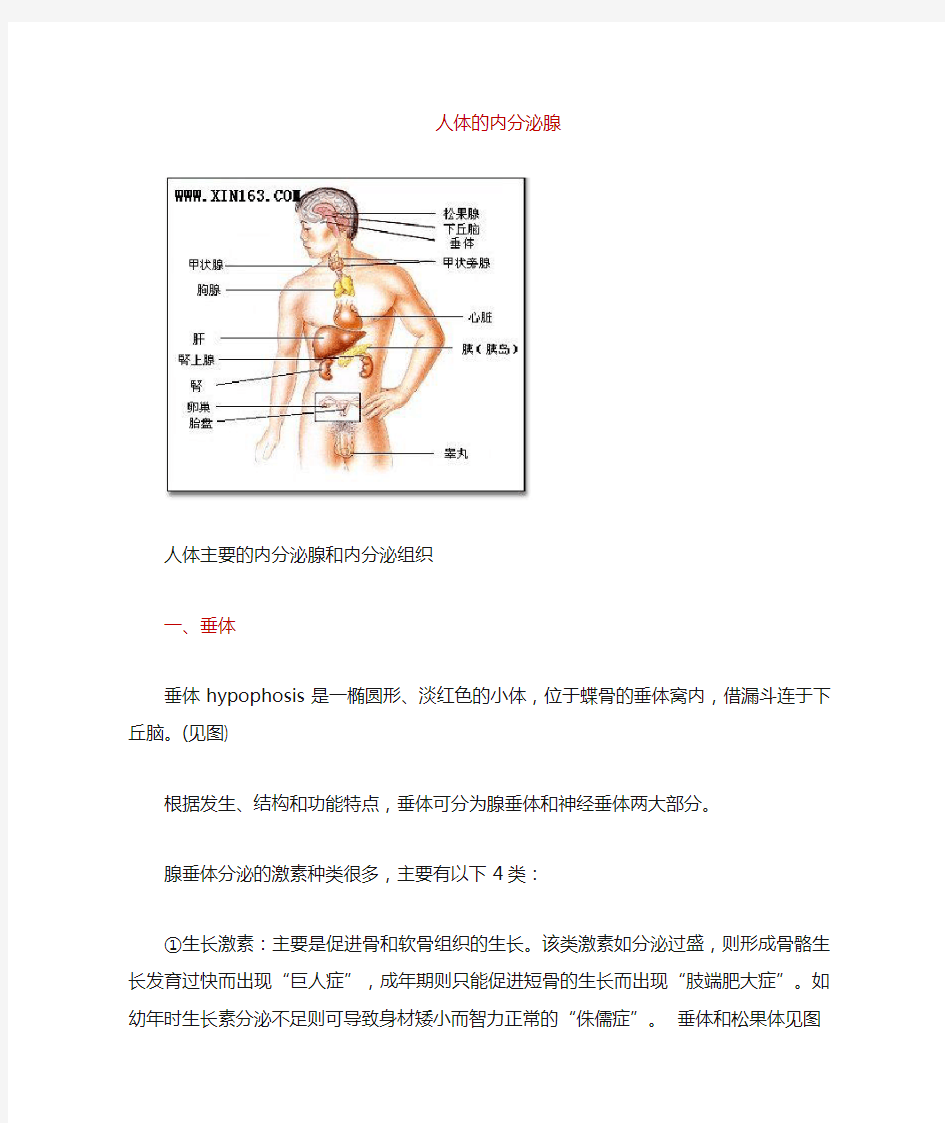 关于人体内分泌腺体