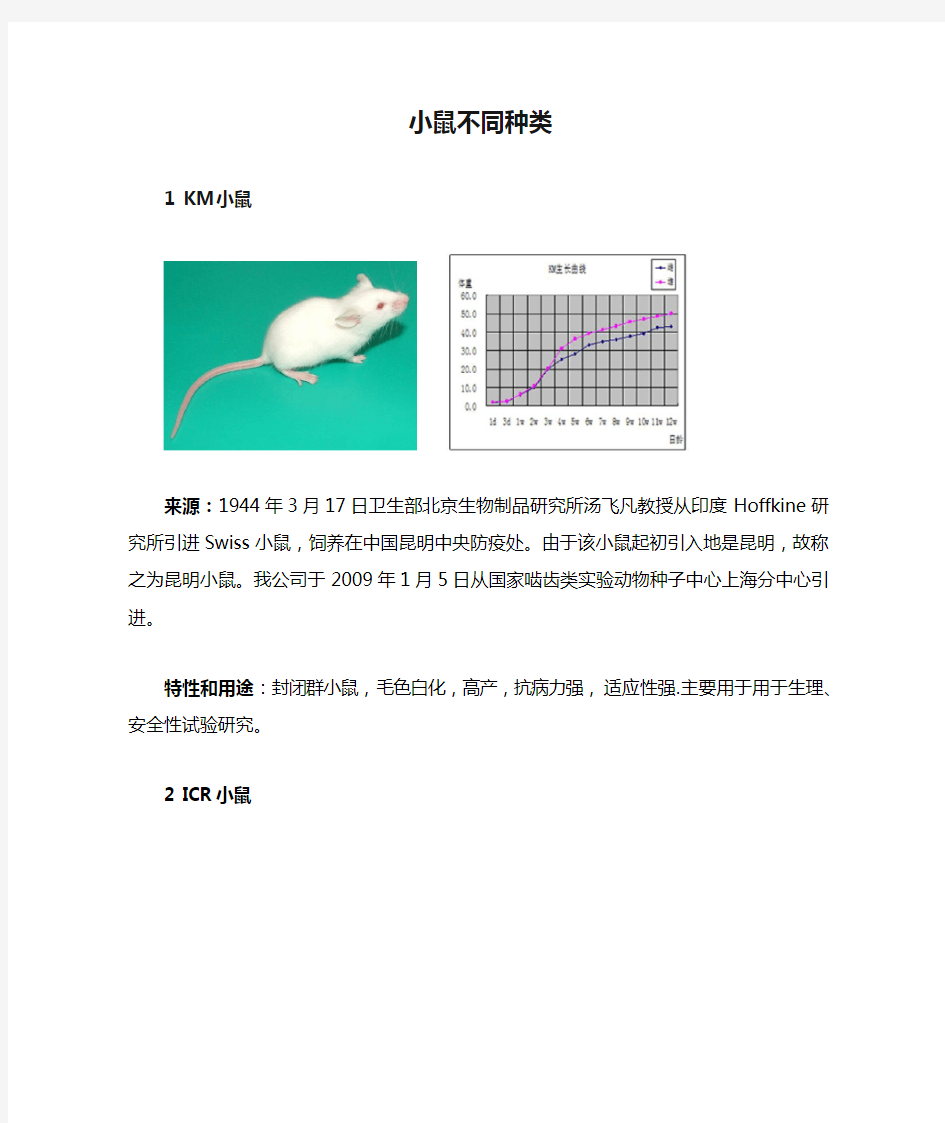 小鼠不同种类