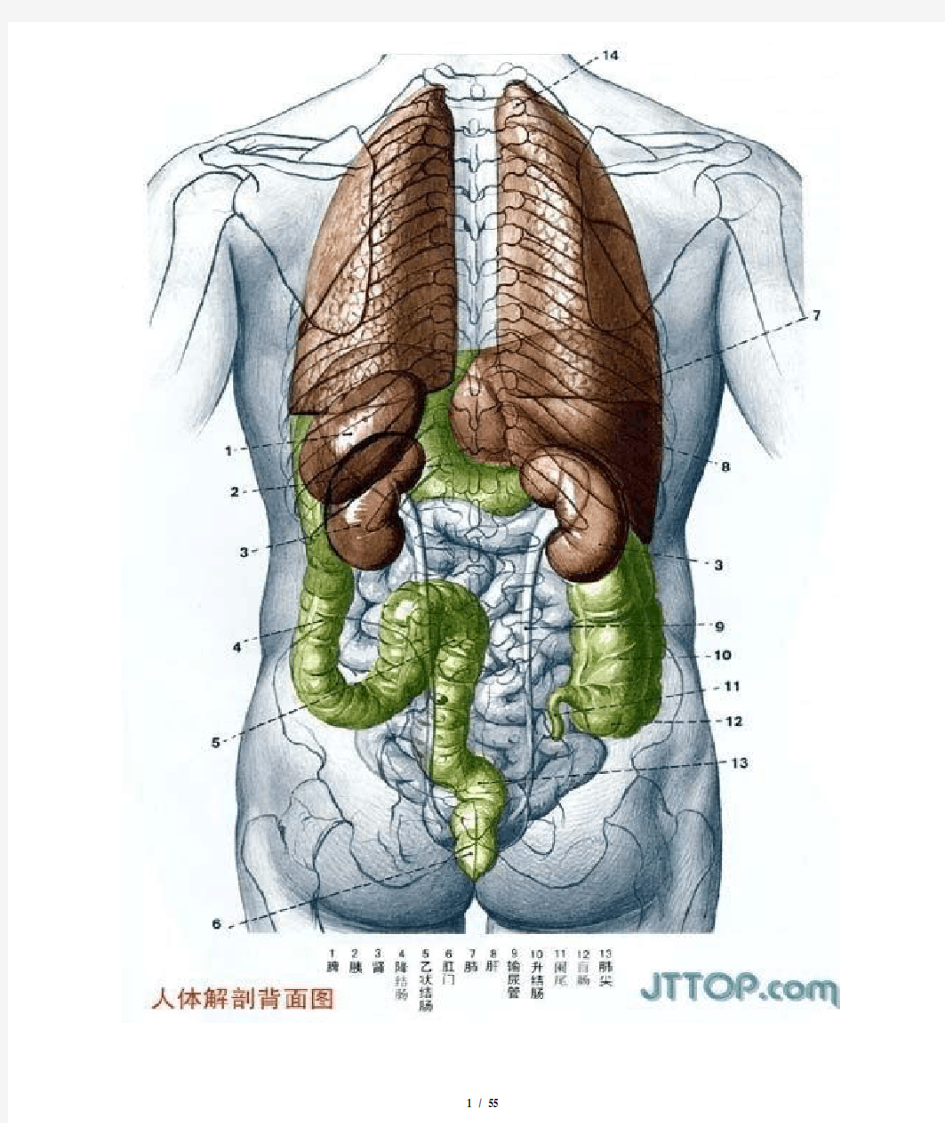 最全高清人体解剖图(彩图版)