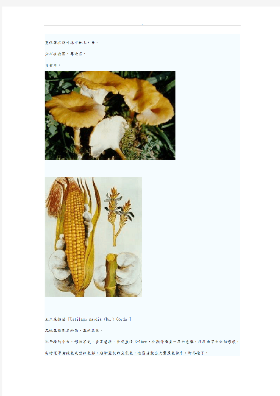 可食用真菌图片