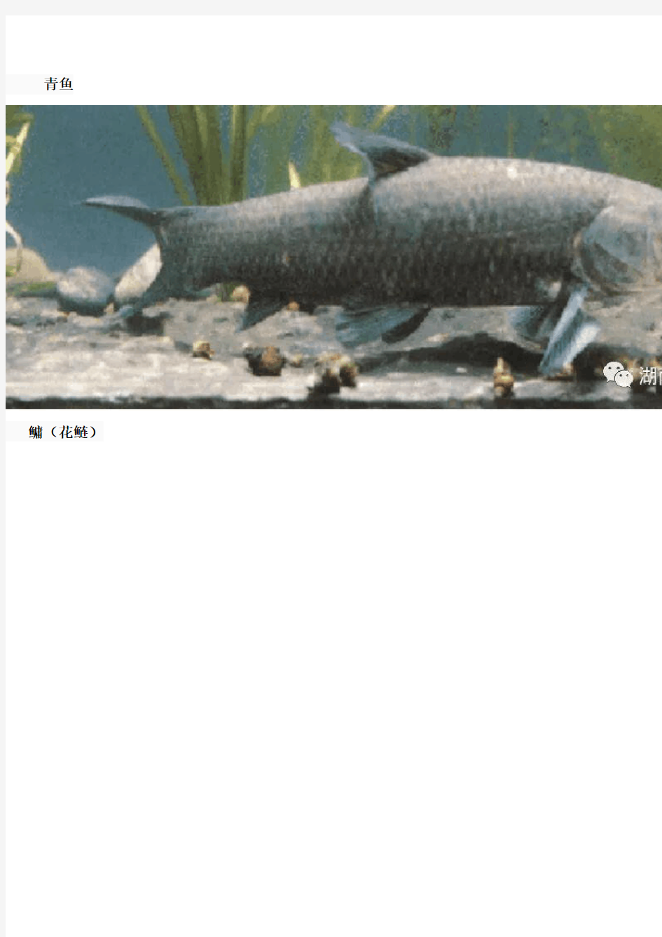 常见养殖的100种鱼