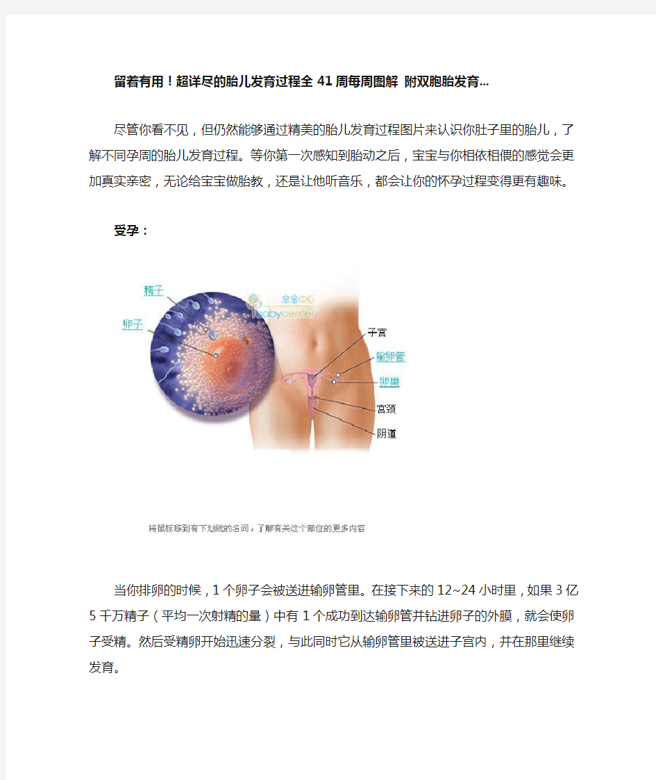 超详尽的胎儿发育过程全41周每周图解 附双胞胎发育