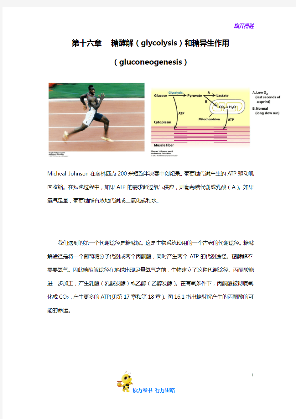 上海交大 中文翻译 生物化学课本：第16章   糖酵解