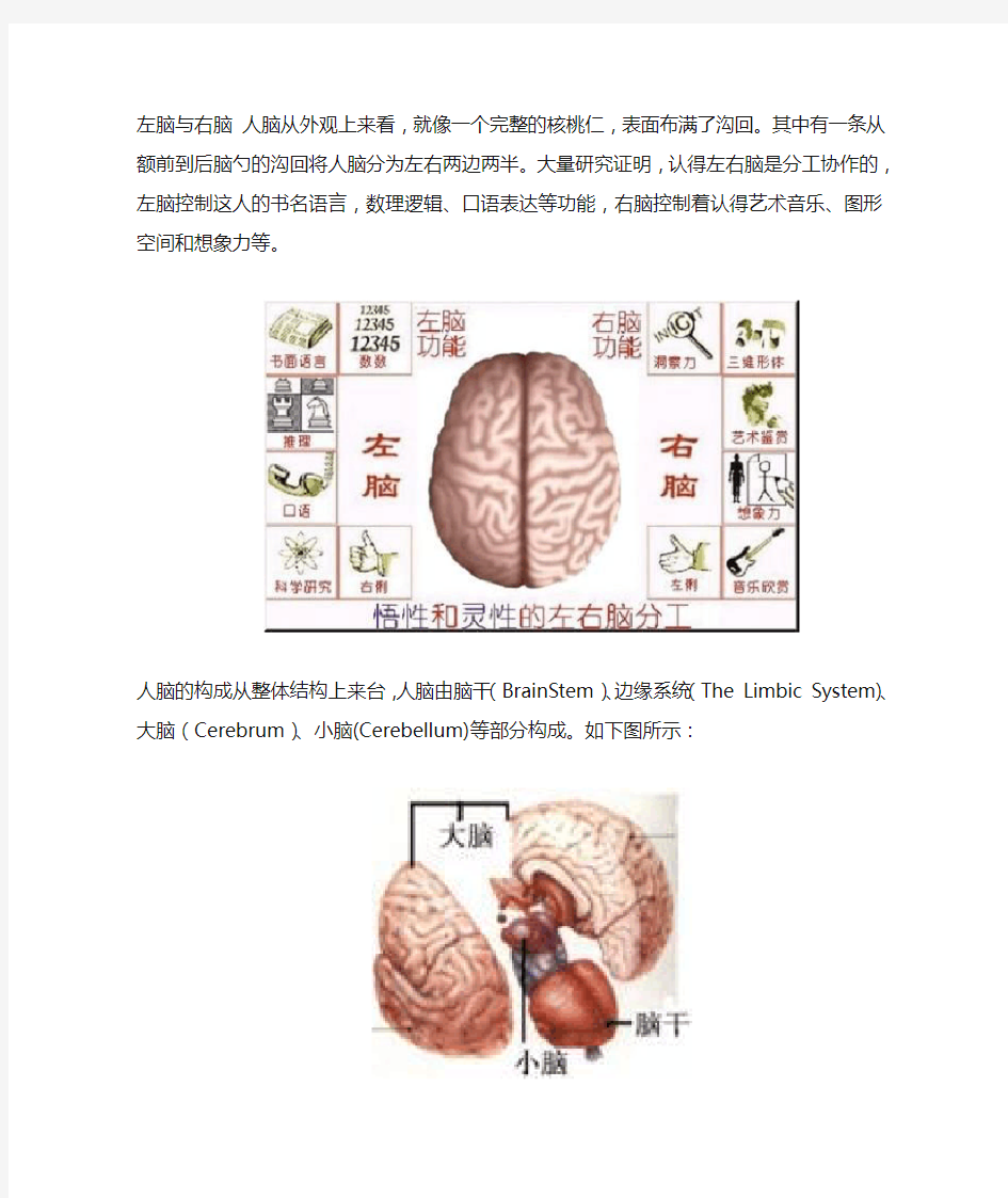 人脑的基本结构