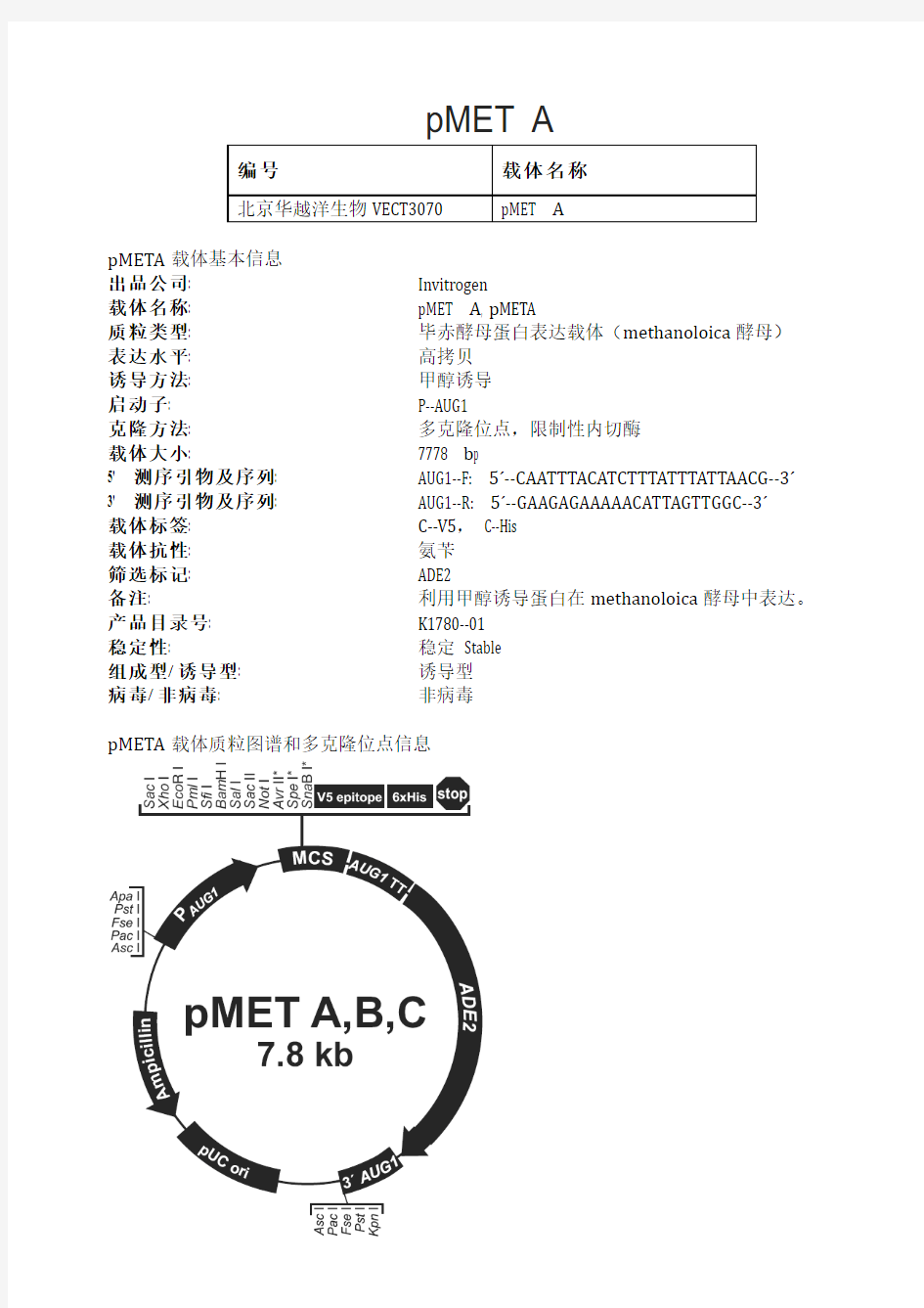 pMET A酵母表达载体