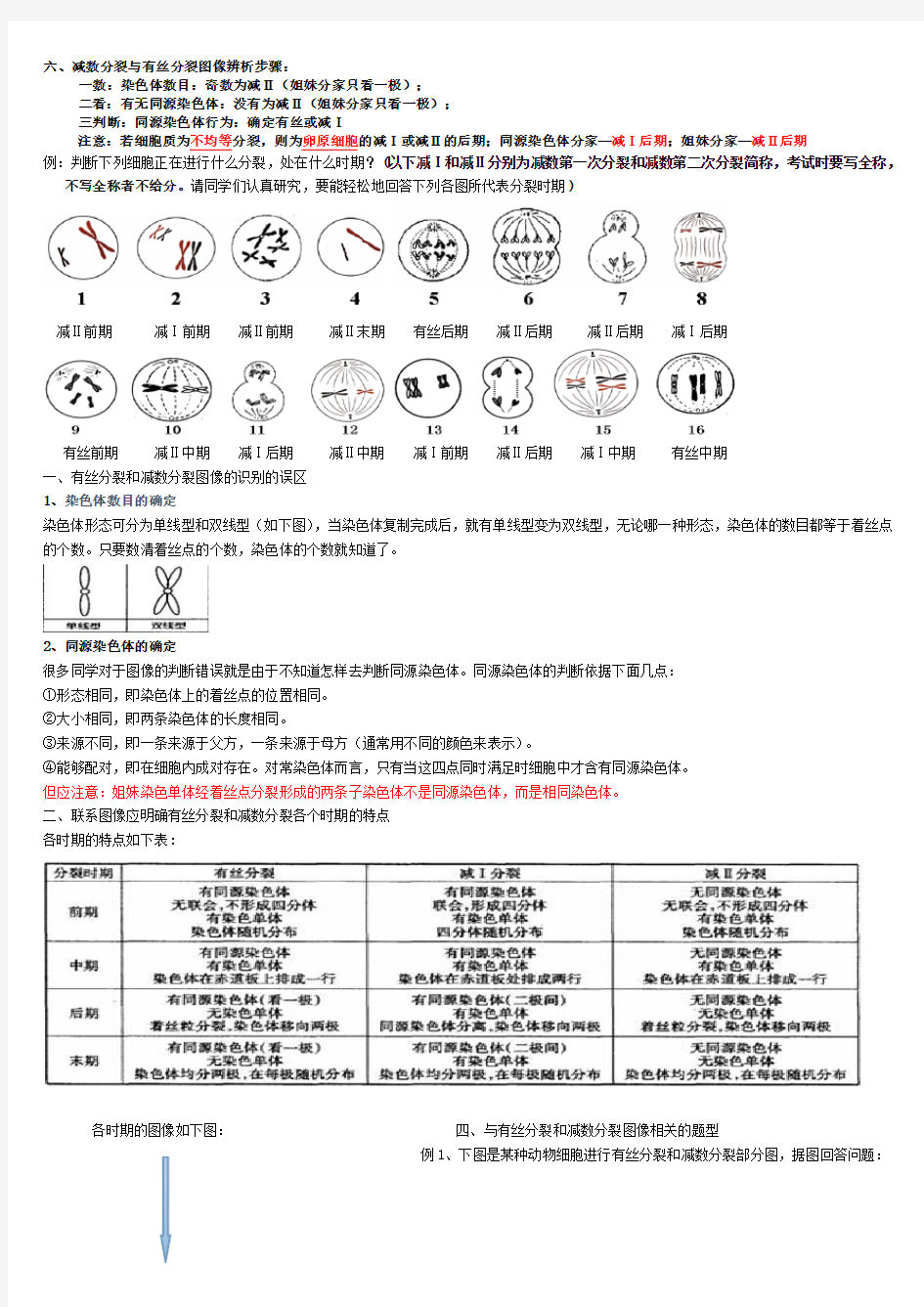 减数分裂和受精作用知识点