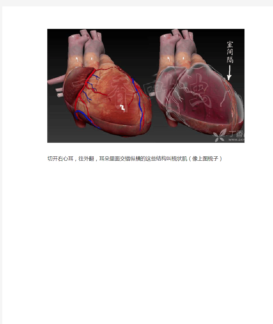 3D动画图解心脏大体解剖(医学专业必收藏)