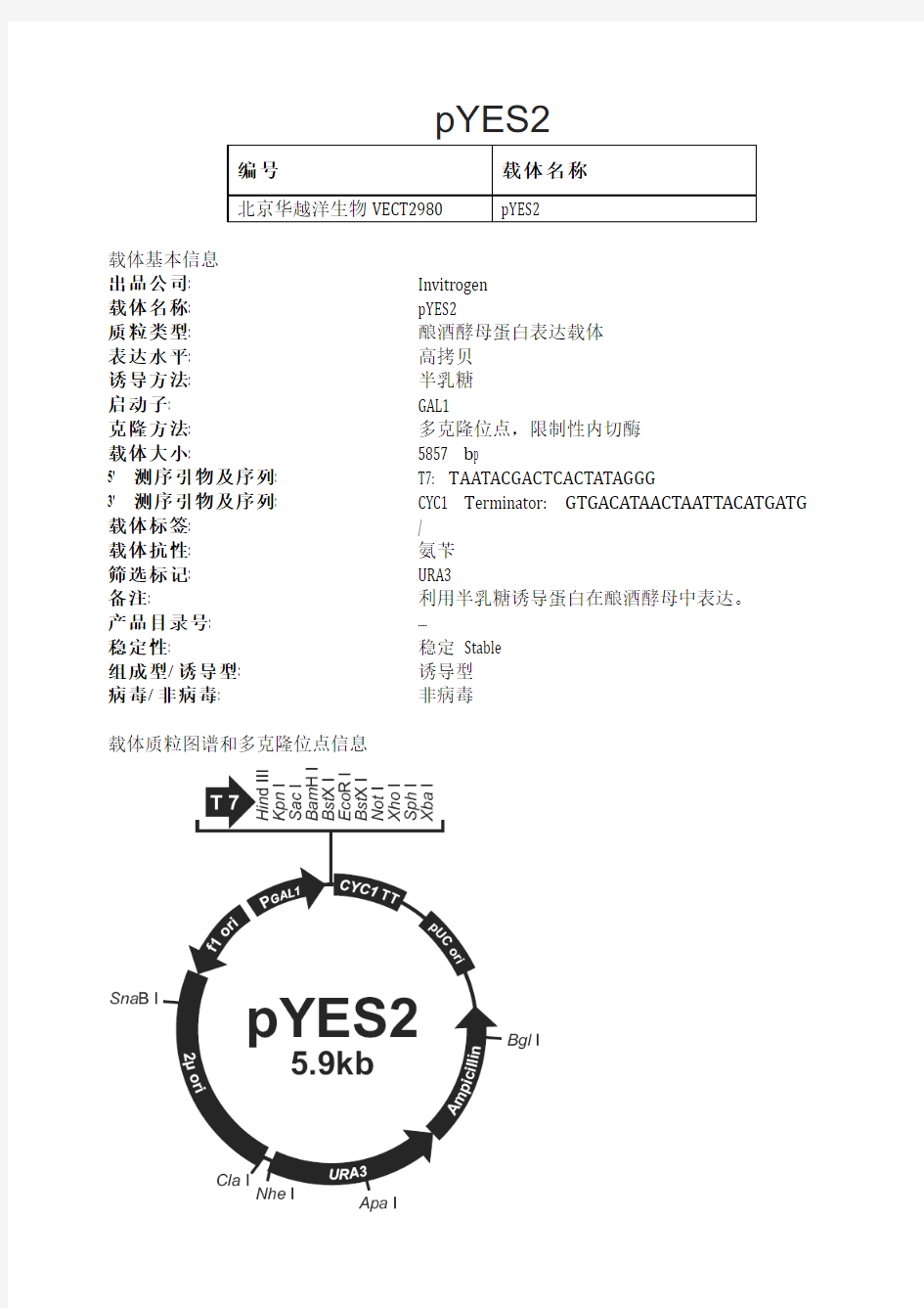 pYES2酵母表达载体说明