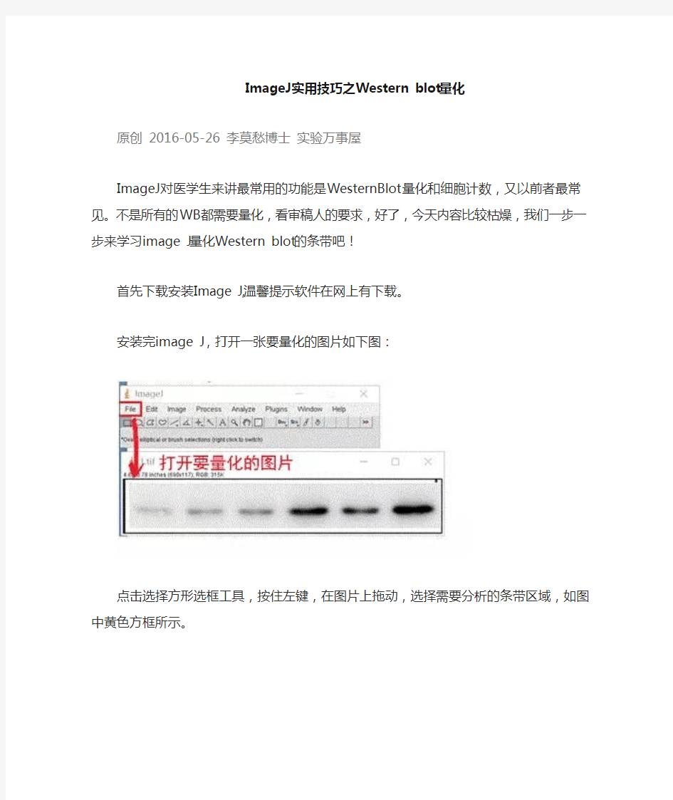 ImageJ Western 量化  拿走不谢