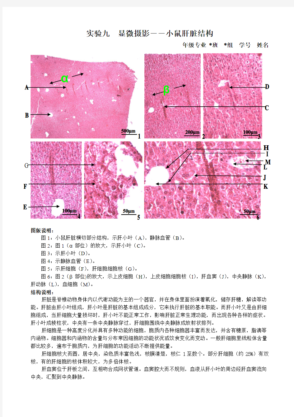 小鼠肝脏石蜡切片—实验报告