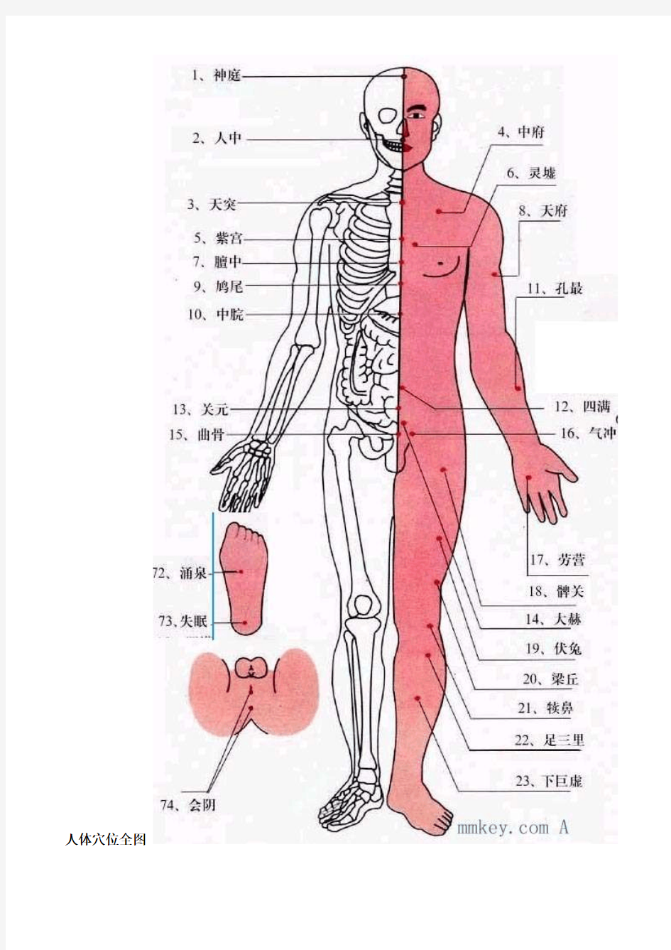 人体穴位图(图解+说明)