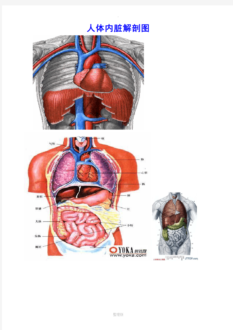 人体各部分及内脏解剖图(全)
