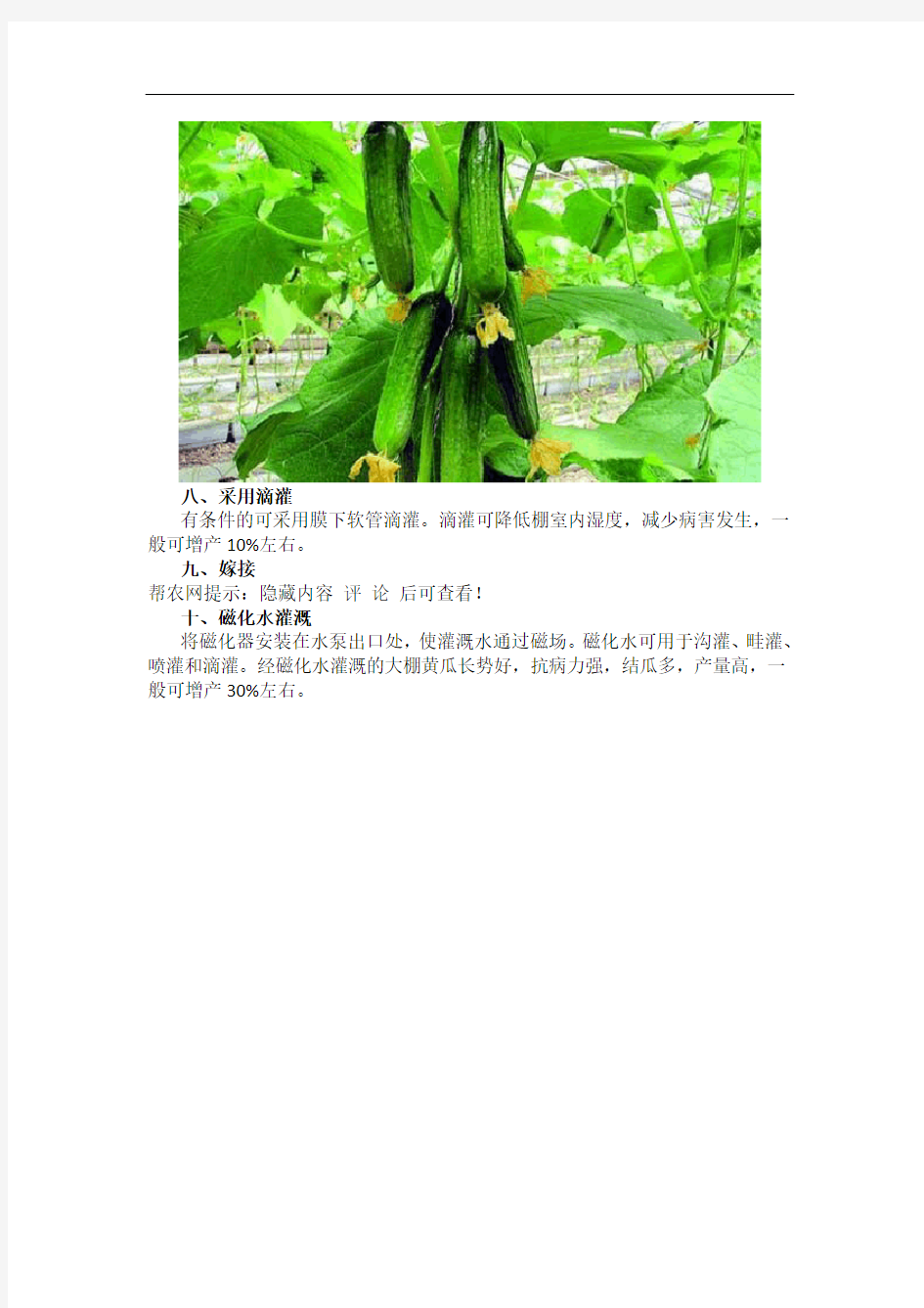 温室大棚黄瓜增产方法