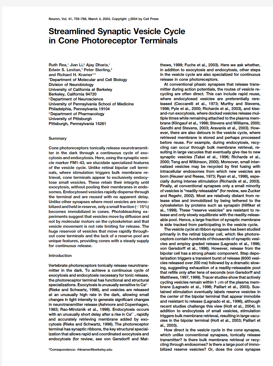 Streamlined synaptic vesicle cycle in cone photoreceptor terminals