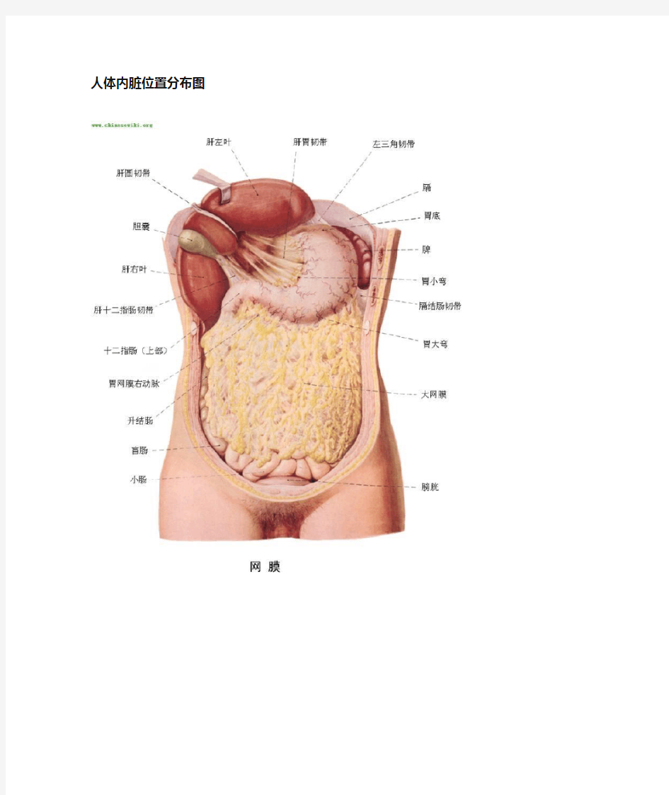 人体内脏位置图