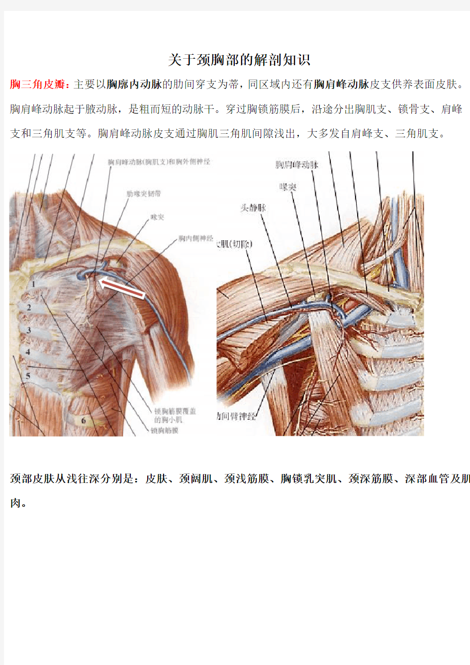 关于颈胸部的解剖知识