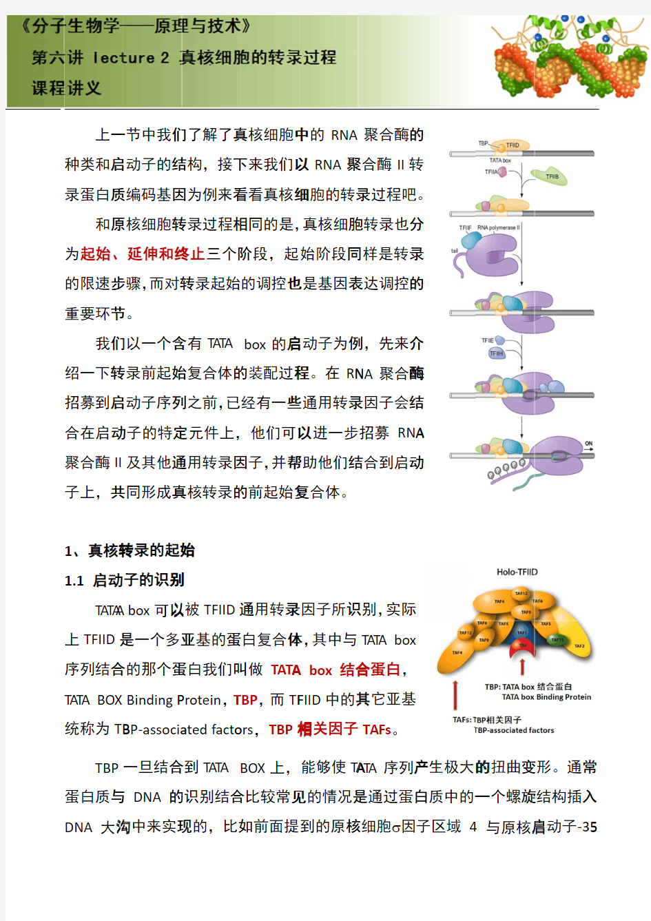 62第六讲_Lecture_2_真核细胞的转录过程-讲义R