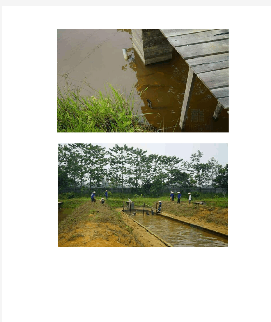印尼红龙鱼养殖场考察 龙鱼繁殖基地