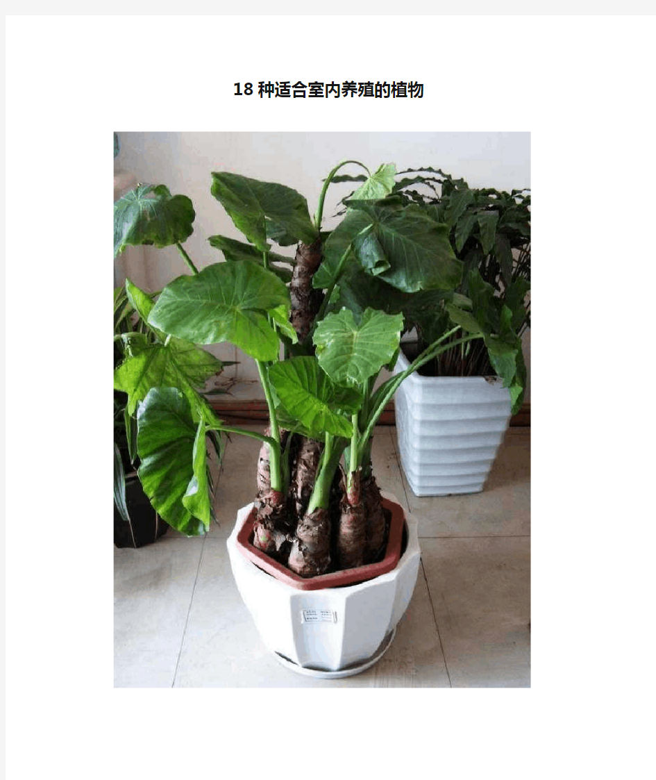 18种适合室内养殖的植物