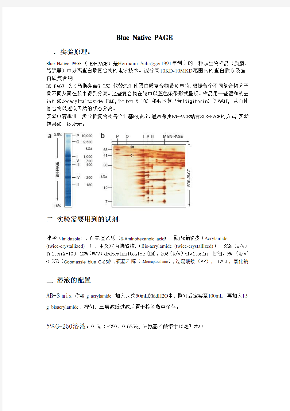 Blue native-PAGE 实验讲义