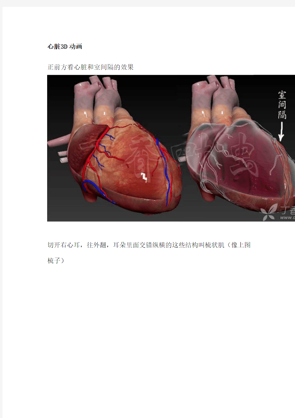 3D动画图解心脏大体解剖(医学专业必收藏)