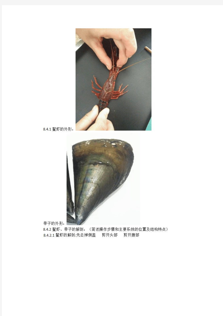 鳌虾与带子的解剖