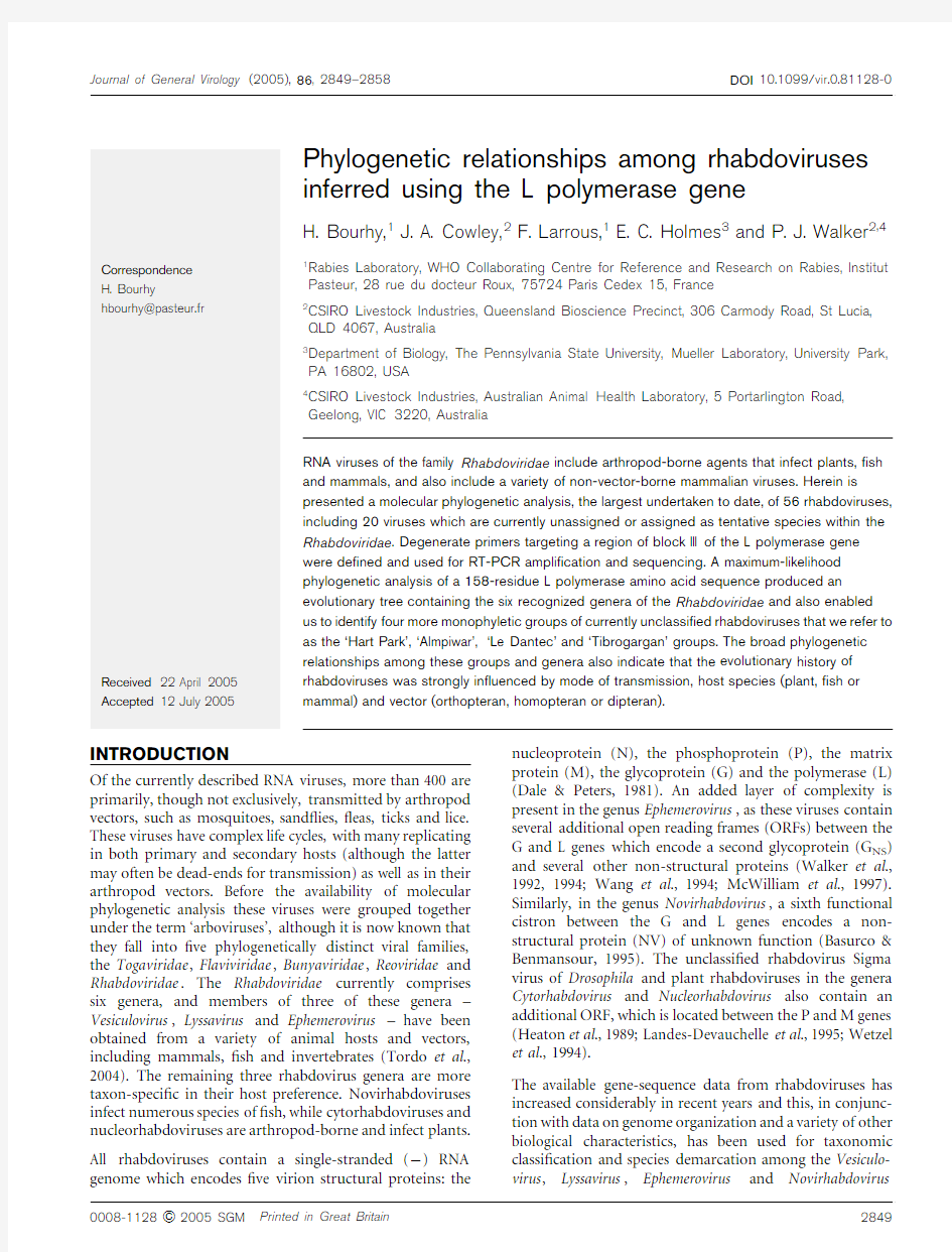 Phylogenetic relationships among rhabdoviruses