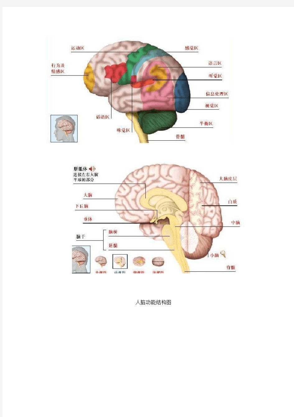 人脑功能结构图