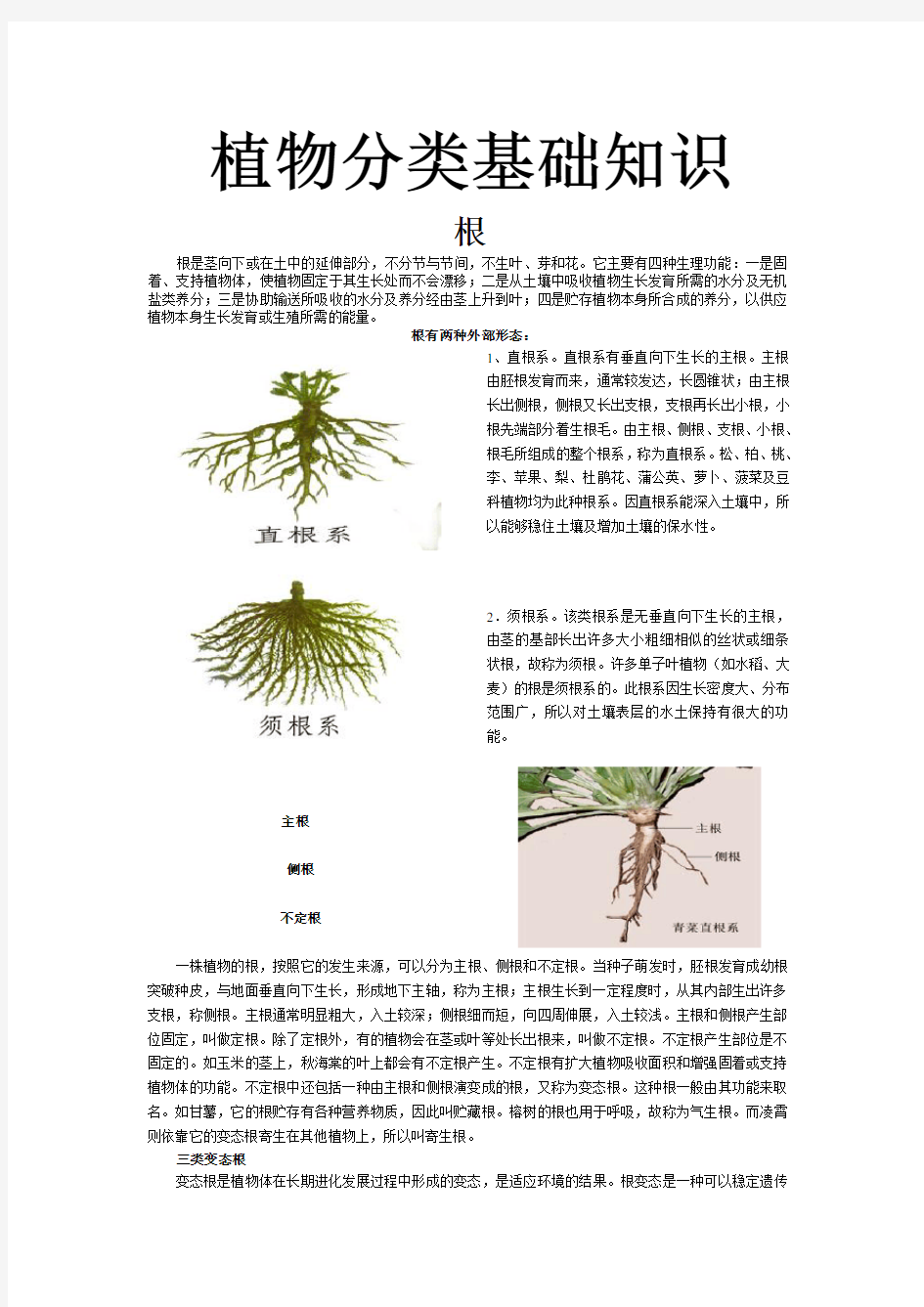 植物分类基础知识