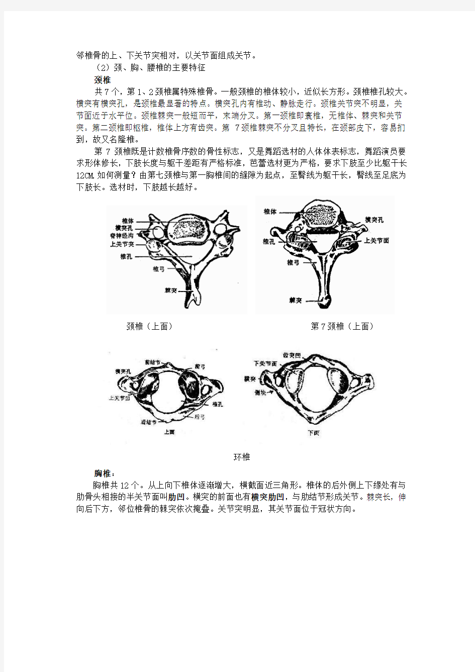 第四节---躯干骨及其连接