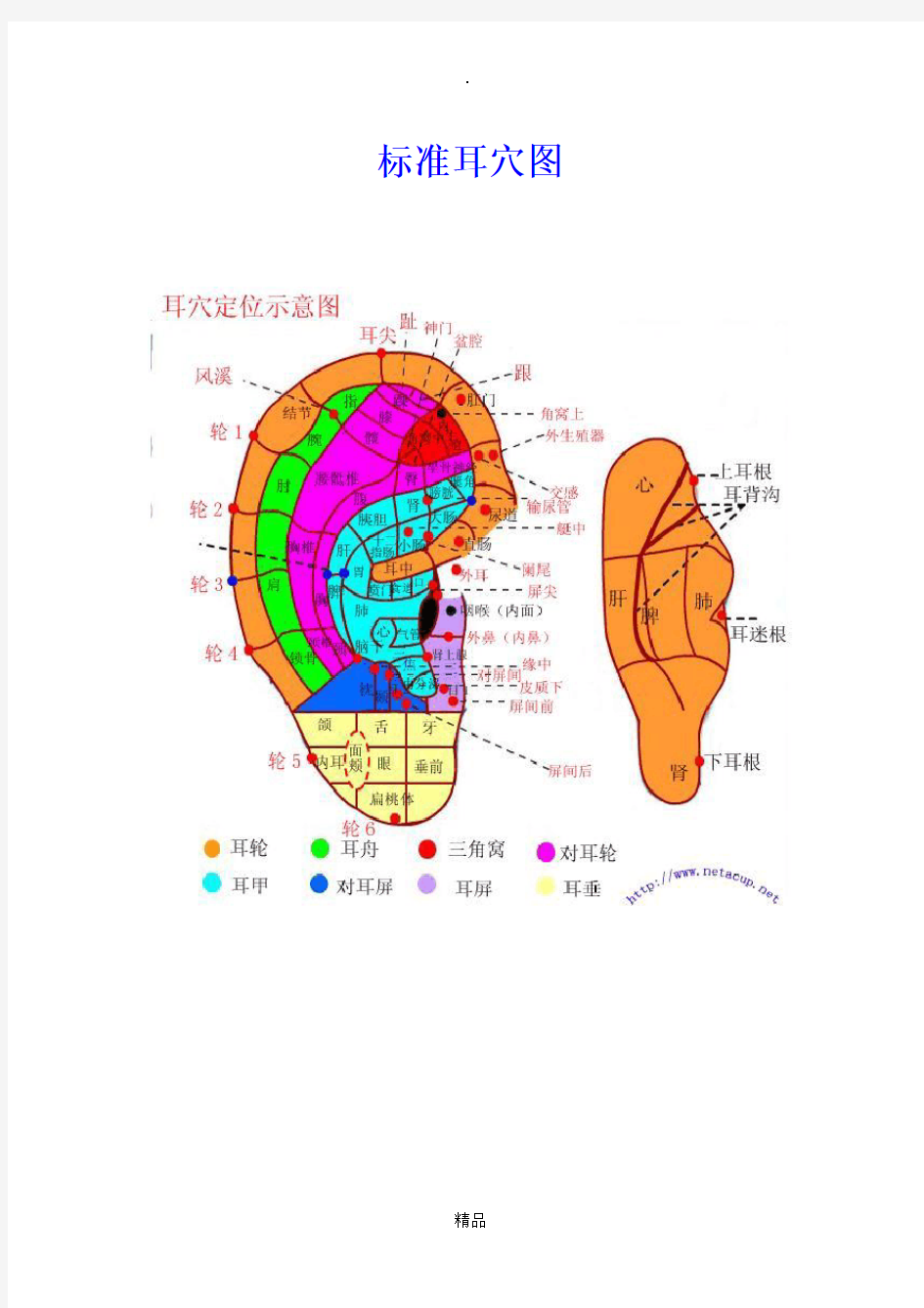 标准耳穴图