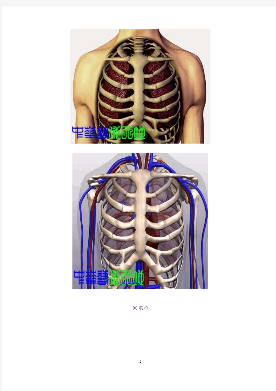 胸椎、颈椎、腰椎、骨棘突定位 图文学解(精华)